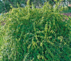 Барбарис разноножковый (Berberis heteropoda)