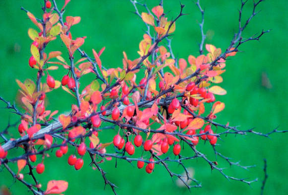 Барбарис оттавский (Berberis х ottawiensis)