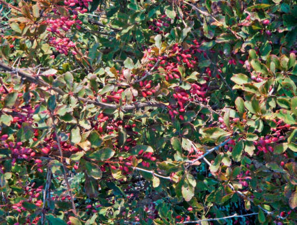 Барбарис Дильса (Berberis dielsiana)