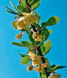 Барбарис Тунберга (Berberis thunbergii)