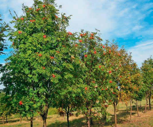 Рябина обыкновенная (Sorbus aucuparia)