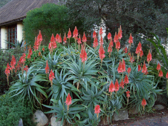 Алоэ древовидное (Aloe arborescens) в ЮАР. Фото: Ирхан Удулаг (ЮАР)