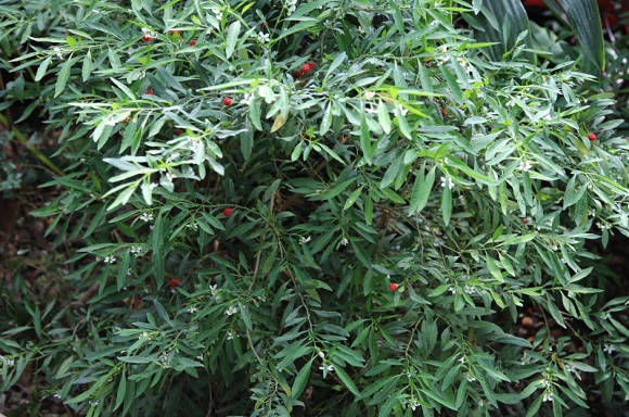 Паслен (Solanum sp.) в грунте оранжереи (май)