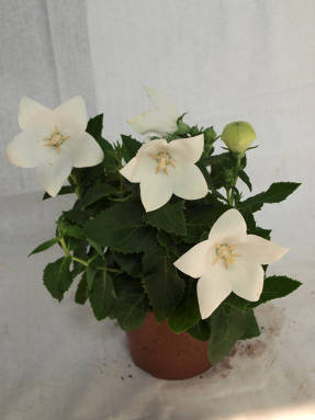 Ширококолокольчик крупноцветковый Astra White