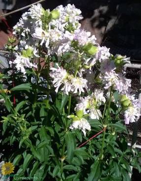 Мыльнянка лекарственная (Saponaria officinalis)