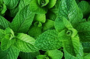 Мята (Mentha sp.)