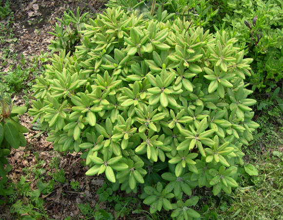 Рододендрон Пурдома (Rhododendron purdomii)