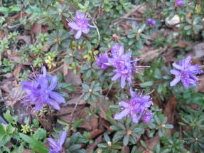 Рододендрон равновысокий (Rhododendron fastigiatum)