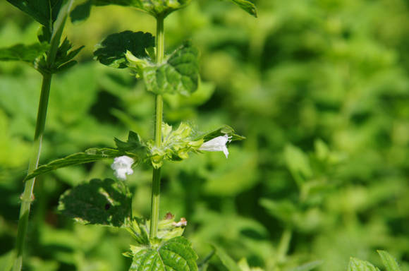 Мелисса лекарственная, или лимонная (Melissa officinalis) 