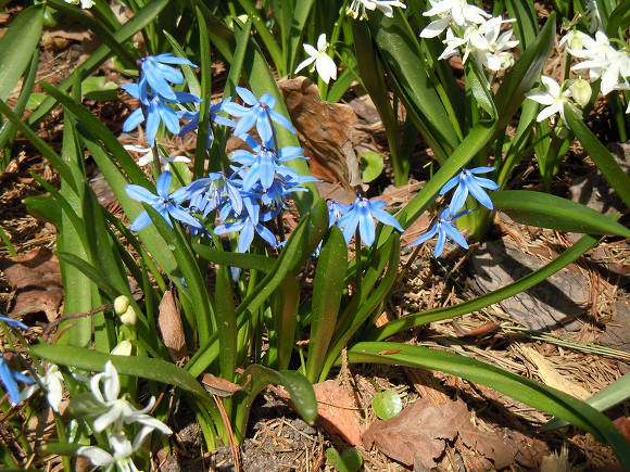 Пролески (Scilla)