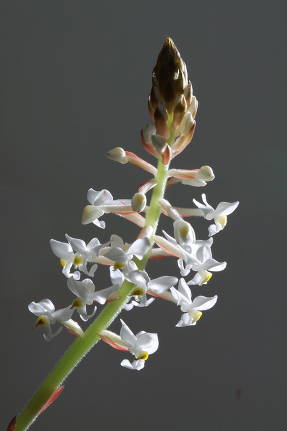 Лудизия разноцветная (Ludisia discolor)