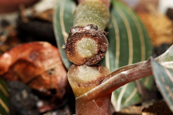 Серая гниль (Botrytis cinerea) 