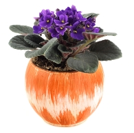 african violet plants, african violet pots, caring for african violets
