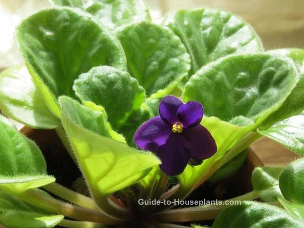 african violet plants, caring for african violets, how to grow african violets, african violets