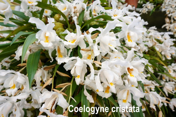 coelogyne cristata