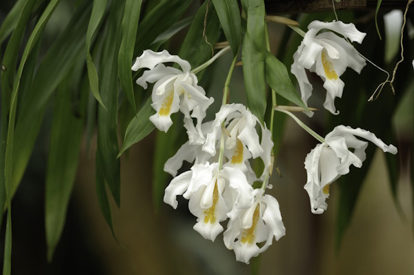 coelogyne cristata, coelogyne orchid, coelogyne alliance, ochid care tips