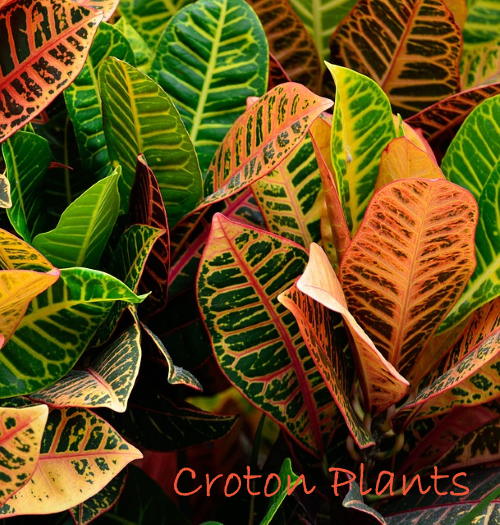 croton plants, codiaeum