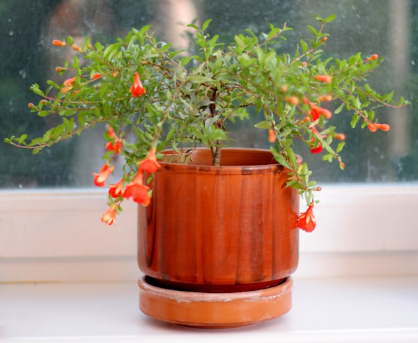 dwarf pomegranate, growing pomegranates, punica granatum nana, indoor fruit tree