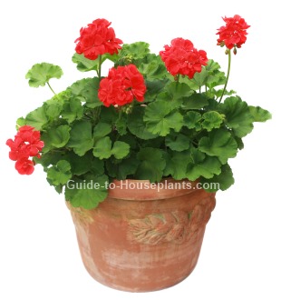 geranium care, growing geraniums indoors, how to care for geraniums, geranium plants, perennial geranium