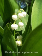 lily of the valley, lily of the valley flowers, lily of the valley plants