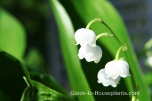 lily of the valley flowers, growing lilies, lily of the valley plants