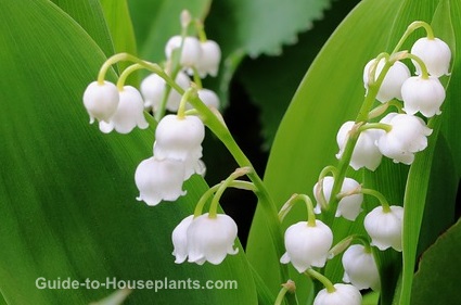 lily of the valley flowers, growing lilies, lily of the valley plants, fragrant house plant