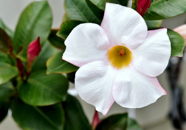 mandevilla plant, white mandevilla flower