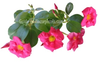 mandevilla plant, mandevilla vine, mandevilla flowers