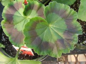 geranium care, growing geraniums, perennial geraniums, zonal geranium