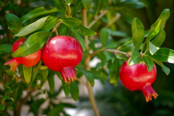 pomegranates