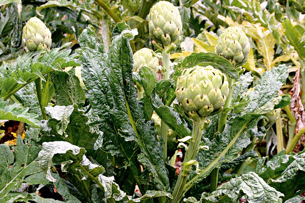 harvest artichoke, handyman magazine, 