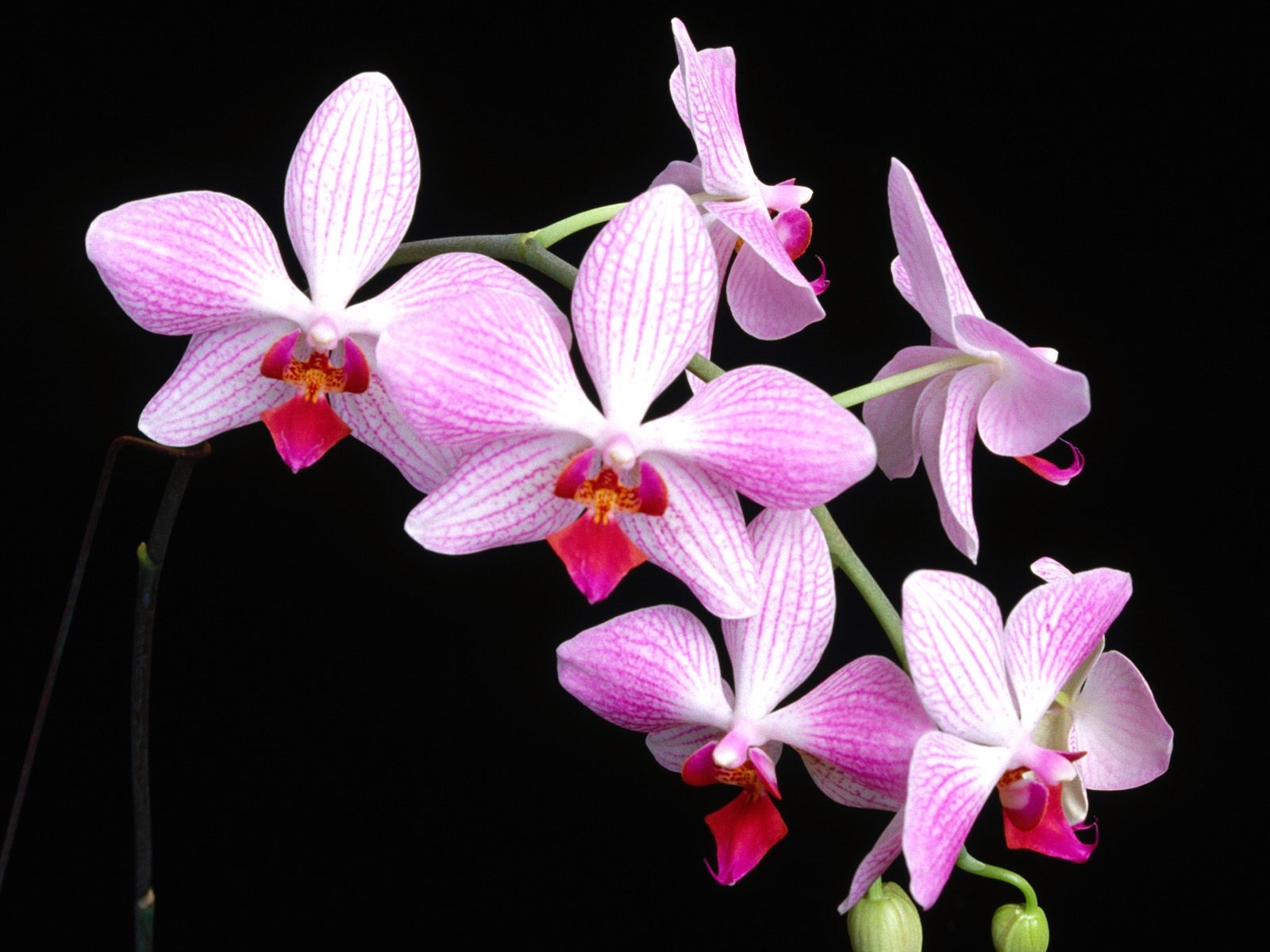 Все что нужно знать об орхидеях