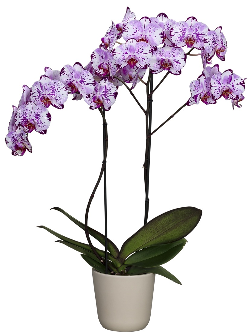 Все что нужно знать об орхидеях