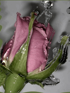 Как продлить жизнь срезанным розам