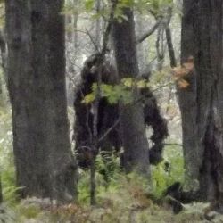 Появились новые фотографии и видео снежного человека