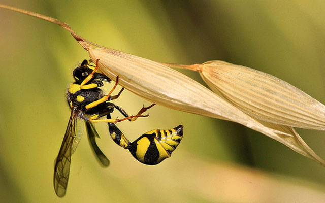 10 смертельно опасных насекомых планеты