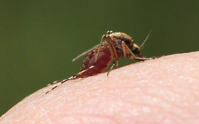 10 смертельно опасных насекомых планеты