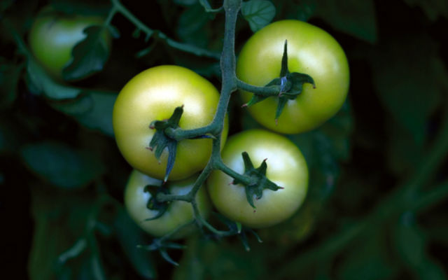 Современные помидоры утратили свой естественный вкус