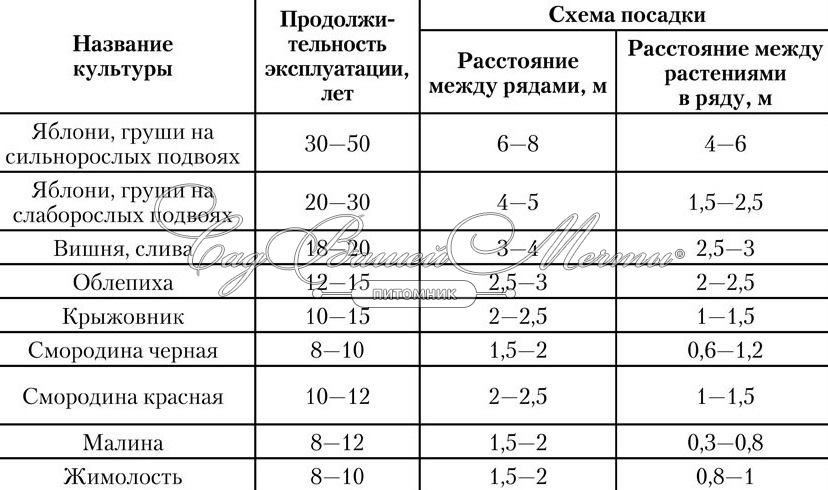 расстояние между кустарниками