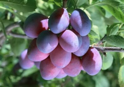 Prunus Siniy dar