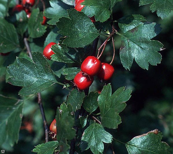 Hawthorn Siberian