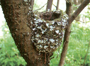 Гнездо зяблика