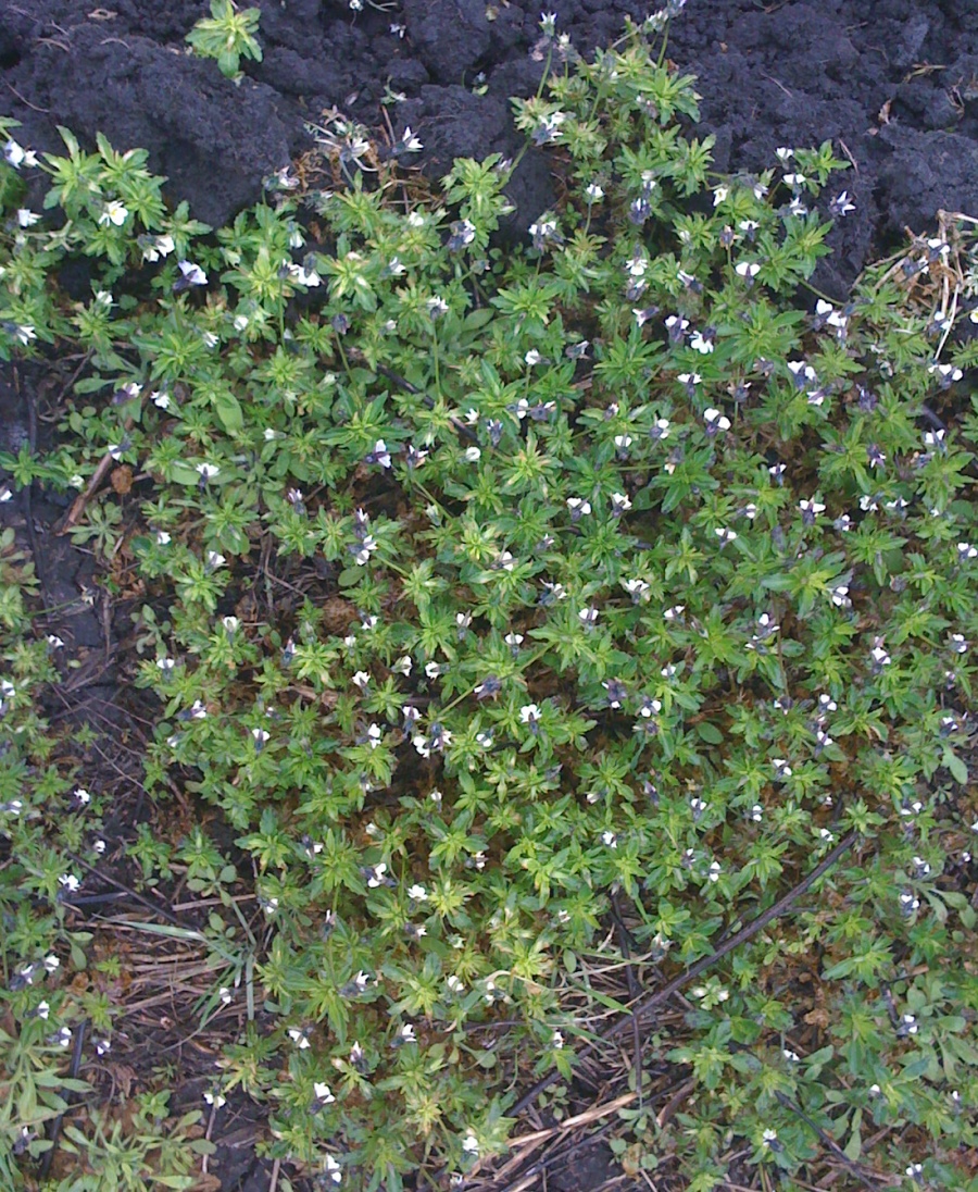 Фиалка трехцветная (Viola tricolor L.)