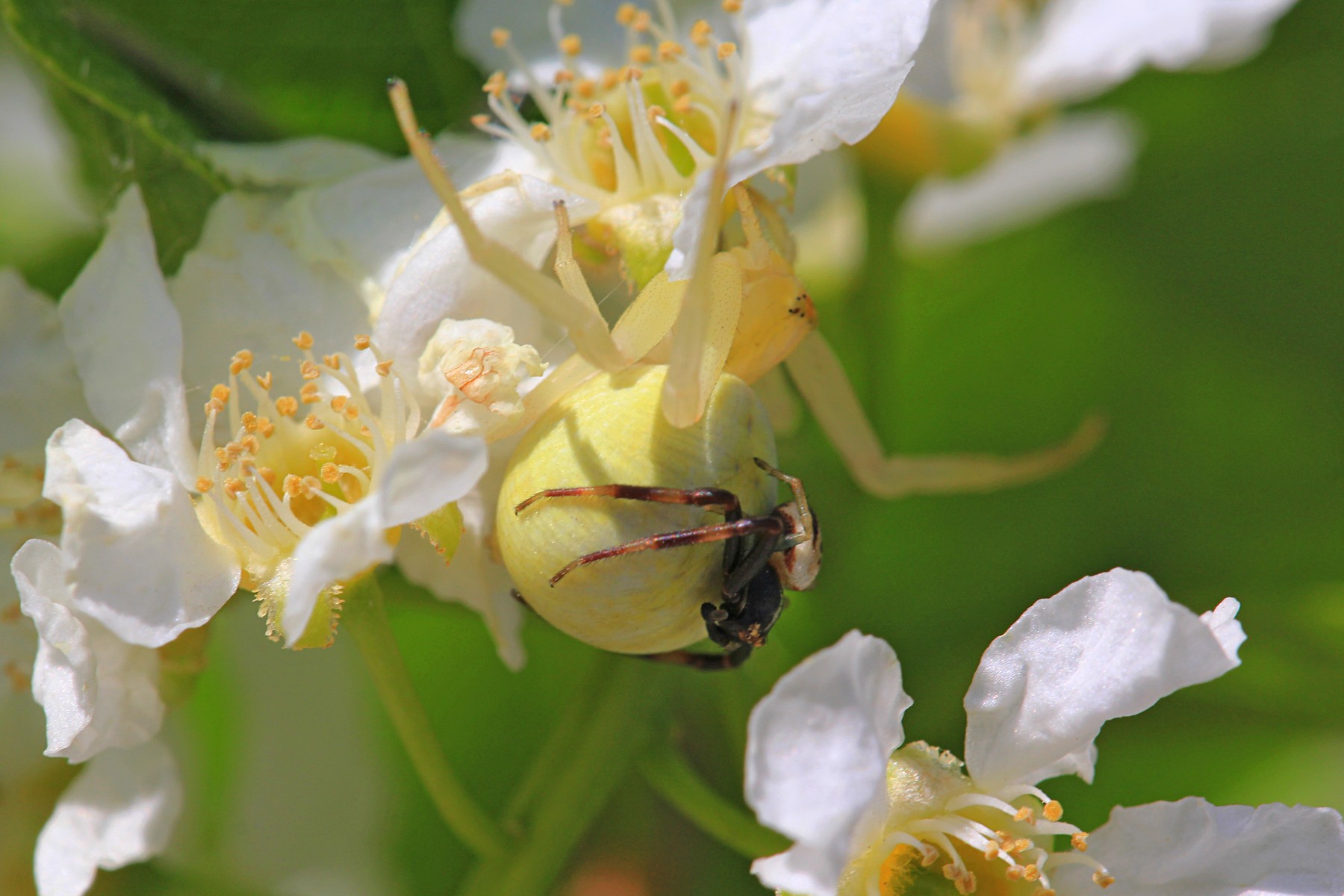 Цветочный паук Мизумена косолапая (лат. Misumena vatia), самец на брюшке самки