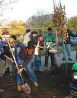 Teens planting a tree