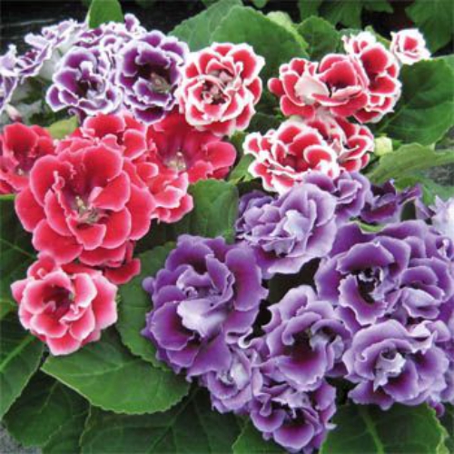 Gloxinia Flower Seed