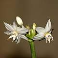 Eucharis astrophiala, Nhu Nguyen