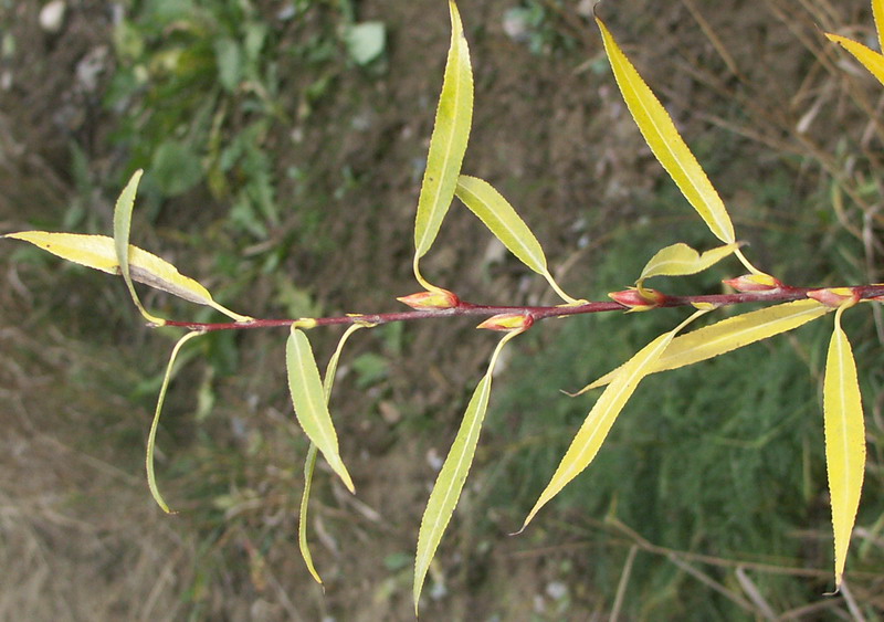 Листья ивы фото. Ива остролистная Верба. Salix acutifolia. Ива остролистная листья. Ива остролистная куст.