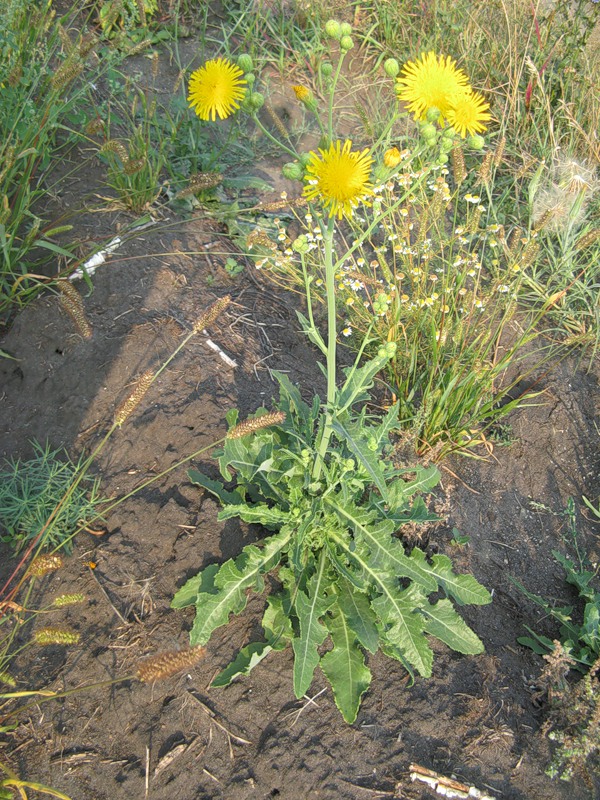 Осот полевой сорняк. Sonchus arvensis осот желтый. Осот Луговой. Осот полевой. Осот полевой (Sonchus arvensis),.