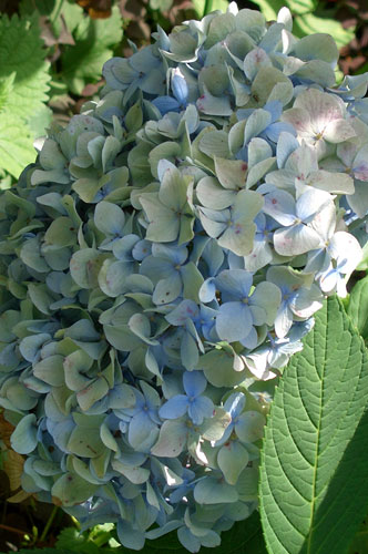 Гортензия крупнолистная с голубыми соцветиями